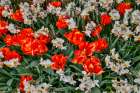 USA, Washington State, Skagit Valley. Red, Orange tulips and Narcissus Art Print
